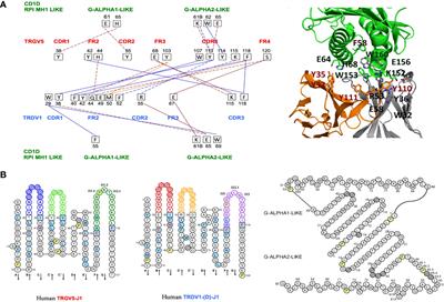 3D structures inferred from cDNA clones identify the CD1D-Restricted γδ T cell receptor in dromedaries